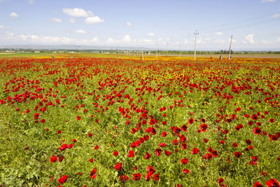 Scenic view of poppy field against sky