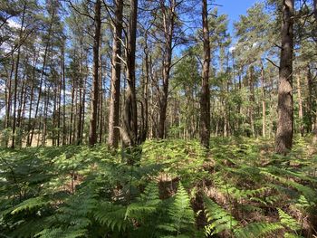 Trees growing in forest