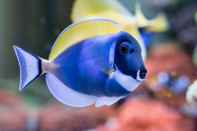 Acanthurus leucosternon in home coral reef aquarium. 