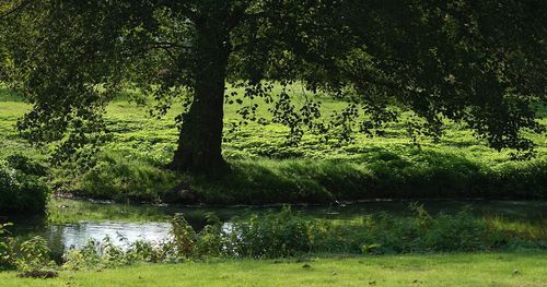 Scenic view of trees by river