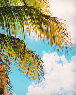 Low angle view of coconut palm tree against sky