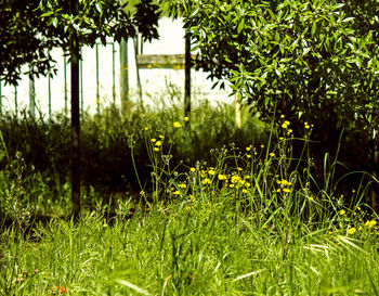 Plants growing on grassy field