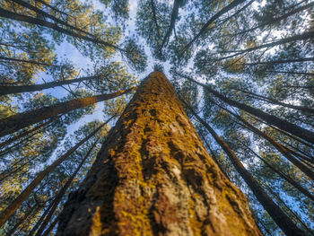 Directly below shot of trees in forest