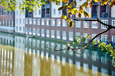 Reflection of trees on lake against building