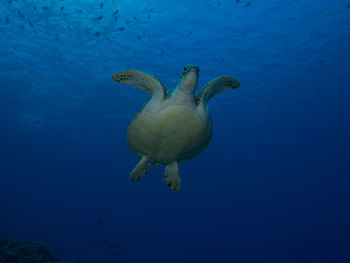 Low angle view of turtle swimming in sea