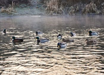 Birds in lake