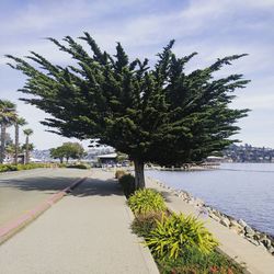 Trees by road in city against sky