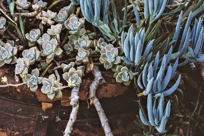 High angle view of succulent plant