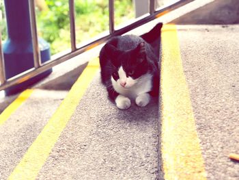 Close-up of cat relaxing outdoors