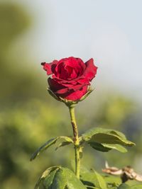 Close-up of red rose