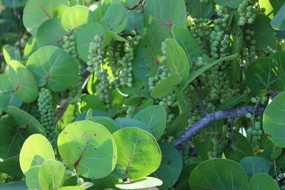 High angle view of berries growing on tree