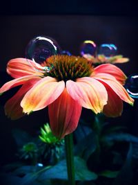 Close-up of flowers blooming
