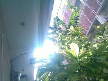 Low angle view of trees