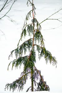 Low angle view of tree against sky