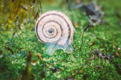 Close-up of snail