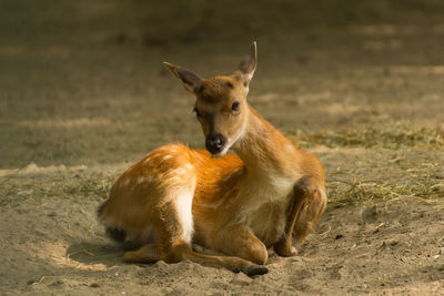 Lion lying on a field