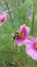 Close-up of bee on pink flower