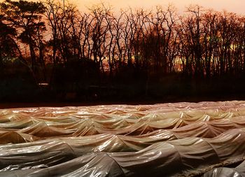 View of trees at sunset