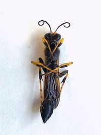 High angle view of insect on white background