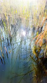 Close-up of plants in lake