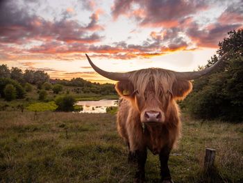 Horse standing on field against sky during sunset