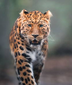 Leopard looking away
