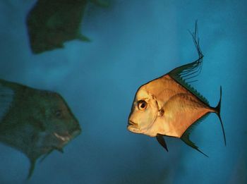 Close-up of fish swimming in sea