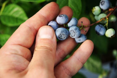 Close-up of hand holding fruits