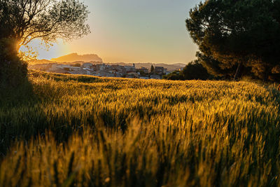 Scenic view of field against sky during sunset