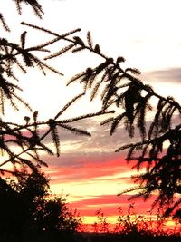 Low angle view of silhouette trees against sky during sunset
