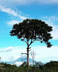 Low angle view of trees against cloudy sky