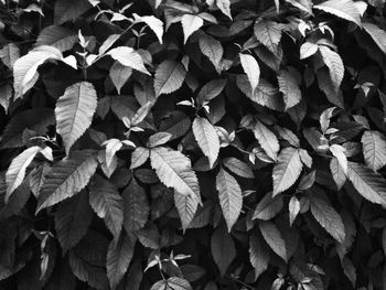 Full frame shot of leaves during autumn