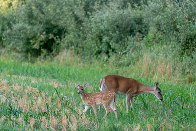 A whitetail doe and its fawn grazing in a grassy meadow.