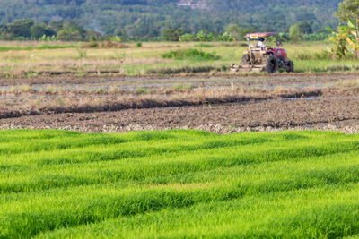 Rear view of man walking on agricultural field