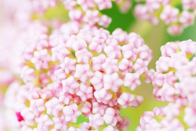 Close-up of pink flowers blooming outdoors