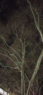 Low angle view of bare tree