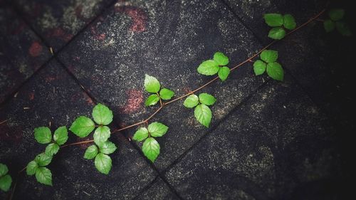 Close-up of ivy growing on wall