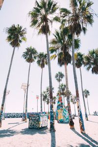 Palm trees on beach against clear sky