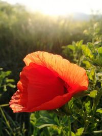 Close-up of red flower blooming outdoors