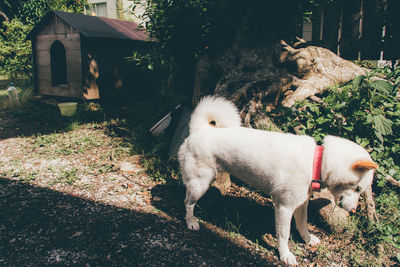 Shiba inu standing at yard