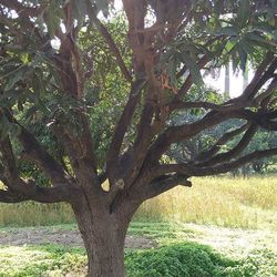 Trees growing on field