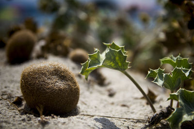 Close-up of plant growing on field