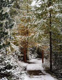 Snow covered pine trees in forest