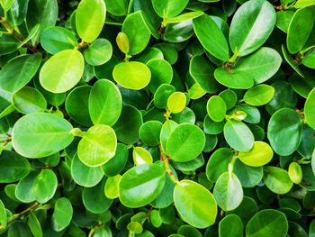 Full frame shot of green leaves