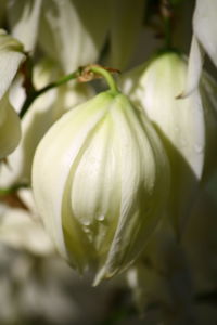 Close-up of white flowers