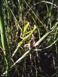 Close-up of insect on grass