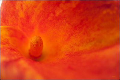 Close-up of orange leaf