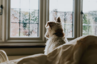 Dog in window