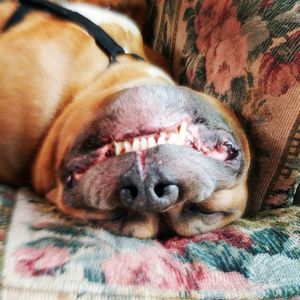 Close-up of dog sleeping on bed