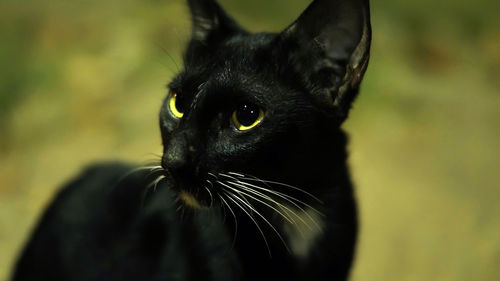 Close-up of black cat